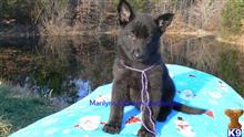 german shepherd puppy posted by mlwgermanshepherd