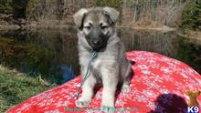 german shepherd puppy posted by mlwgermanshepherd