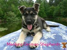 german shepherd puppy posted by mlwgermanshepherd