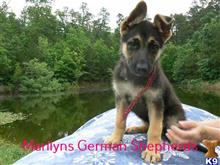 german shepherd puppy posted by mlwgermanshepherd
