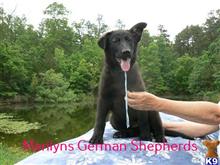 german shepherd puppy posted by mlwgermanshepherd