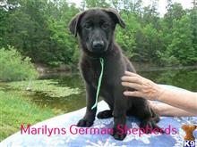 german shepherd puppy posted by mlwgermanshepherd