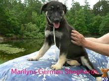 german shepherd puppy posted by mlwgermanshepherd