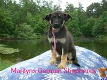 german shepherd puppy posted by mlwgermanshepherd