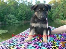 german shepherd puppy posted by mlwgermanshepherd