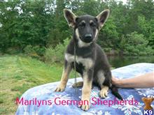 german shepherd puppy posted by mlwgermanshepherd