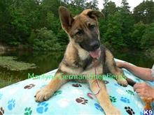 german shepherd puppy posted by mlwgermanshepherd