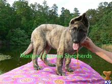 german shepherd puppy posted by mlwgermanshepherd