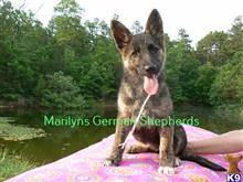 german shepherd puppy posted by mlwgermanshepherd