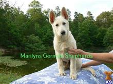 german shepherd puppy posted by mlwgermanshepherd