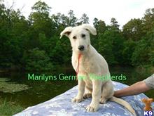german shepherd puppy posted by mlwgermanshepherd