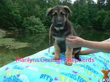 german shepherd puppy posted by mlwgermanshepherd