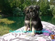 german shepherd puppy posted by mlwgermanshepherd