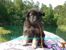german shepherd puppy posted by mlwgermanshepherd