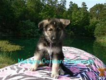 german shepherd puppy posted by mlwgermanshepherd