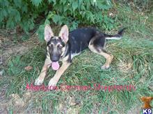 german shepherd puppy posted by mlwgermanshepherd