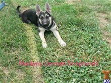 german shepherd puppy posted by mlwgermanshepherd