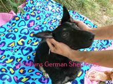 german shepherd puppy posted by mlwgermanshepherd