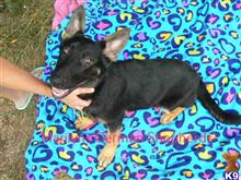 german shepherd puppy posted by mlwgermanshepherd
