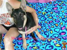 german shepherd puppy posted by mlwgermanshepherd