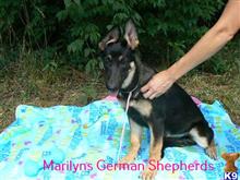 german shepherd puppy posted by mlwgermanshepherd