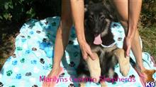 german shepherd puppy posted by mlwgermanshepherd