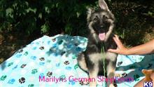 german shepherd puppy posted by mlwgermanshepherd