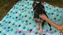 german shepherd puppy posted by mlwgermanshepherd