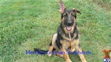 german shepherd puppy posted by mlwgermanshepherd