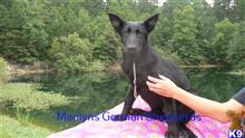 german shepherd puppy posted by mlwgermanshepherd
