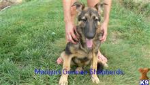 german shepherd puppy posted by mlwgermanshepherd