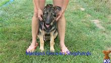 german shepherd puppy posted by mlwgermanshepherd