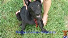 german shepherd puppy posted by mlwgermanshepherd