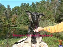 german shepherd puppy posted by mlwgermanshepherd