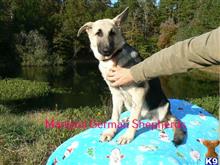 german shepherd puppy posted by mlwgermanshepherd