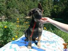 german shepherd puppy posted by mlwgermanshepherd