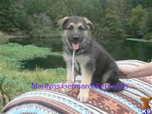 german shepherd puppy posted by mlwgermanshepherd