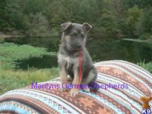 german shepherd puppy posted by mlwgermanshepherd