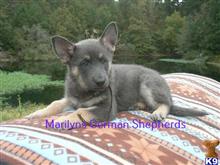 german shepherd puppy posted by mlwgermanshepherd