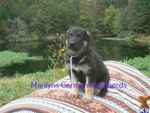 german shepherd puppy posted by mlwgermanshepherd