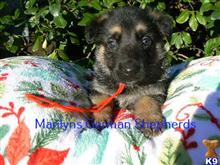 german shepherd puppy posted by mlwgermanshepherd