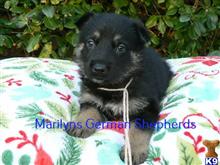 german shepherd puppy posted by mlwgermanshepherd