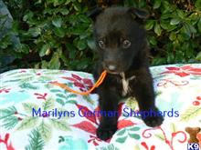german shepherd puppy posted by mlwgermanshepherd