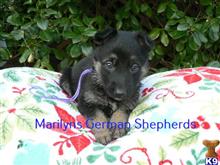 german shepherd puppy posted by mlwgermanshepherd