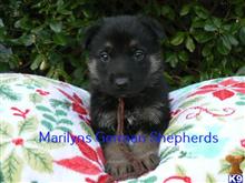 german shepherd puppy posted by mlwgermanshepherd