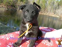 german shepherd puppy posted by mlwgermanshepherd