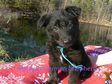 german shepherd puppy posted by mlwgermanshepherd