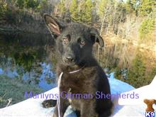 german shepherd puppy posted by mlwgermanshepherd