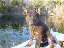 german shepherd puppy posted by mlwgermanshepherd