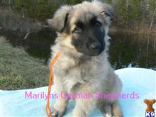 german shepherd puppy posted by mlwgermanshepherd
